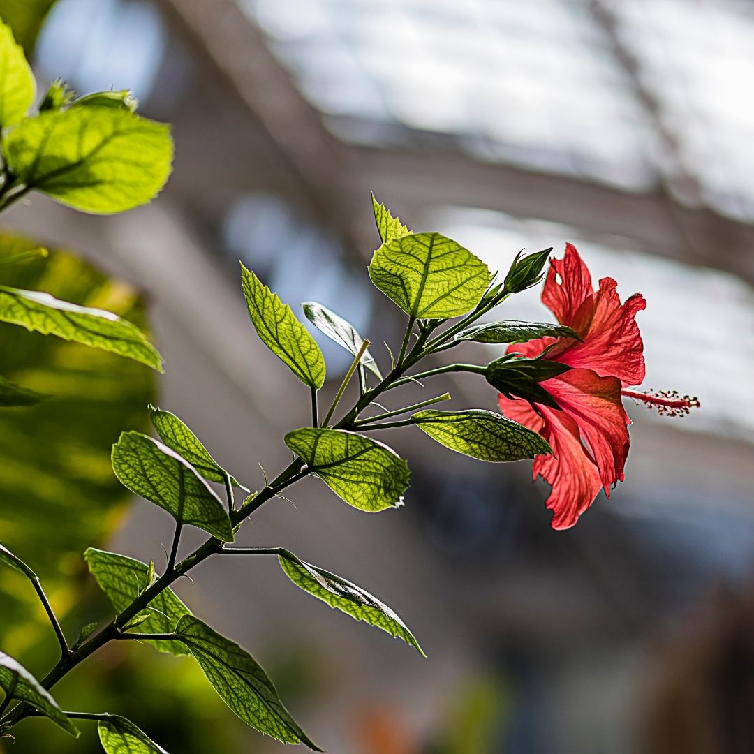 Kwiaty w łazience - róża chińska